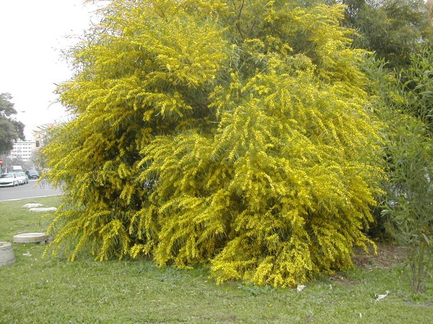 acacia-cyanophylla