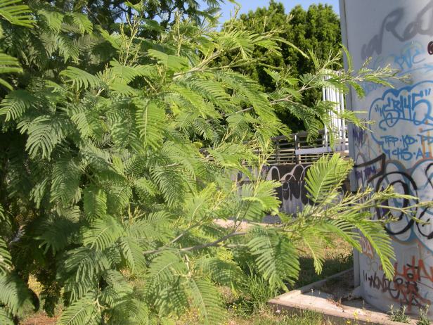 acacia-dealbata-detalle