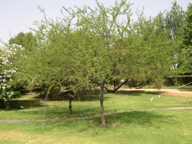 acacia-farnesiana