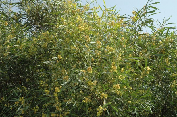 acacia-retinodes-floribunda-flores