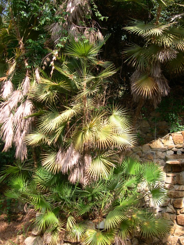 acaeloraphe-wrigthii-016-4