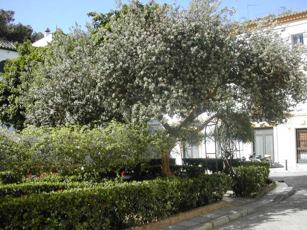 acca-sellowiana-013-1-b