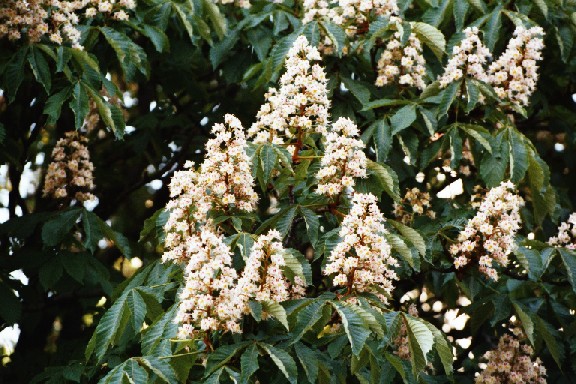 aesculus_hippocastanum