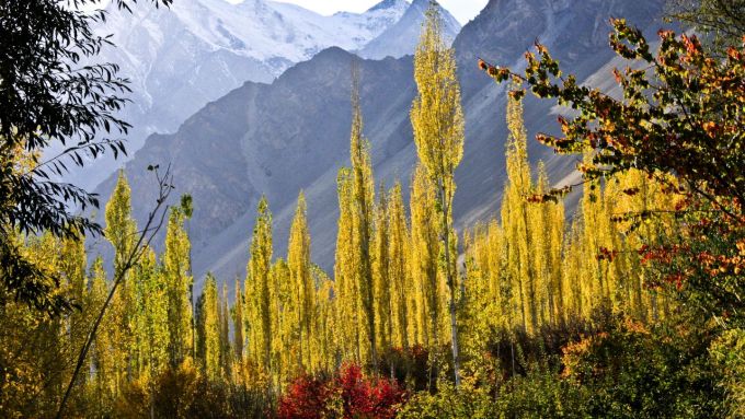 alamo-lombardo-italiano-populus-nigra-italica