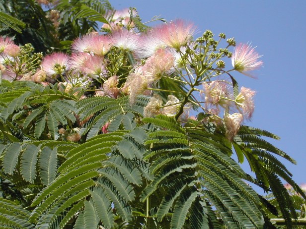 Nombre de archivo : DSCN0228.JPG Tamaño de archivo : 634.0 KB (649171 Bytes) Fecha de entrega : 2002/06/06 11:37:16 Tamaño de imagen : 1600 x 1200 píxeles Resolución : 300 x 300 ppp Profundidad del color : 8 bits/canal Atributo Protección : Desactivado Atributo Ocultar : Desactivado ID de la cámara : N/A Cámara : E775 Modo Calidad : FINO Modo Medición : Multipatrón Modo Exposición : Automático Programado Speed Light : No Distancia Focal : 14.5 mm Velocidad del disparador : 1/611.6 segundo Abertura : F4.4 Compensación de exposición : 0 EV Balance del blanco fijo : Automático Objetivo : Incorporado Modo de sincronización del flash : Reducción de ojos rojos Diferencia de exposición : N/A Programa Flexible : N/A Sensibilidad : Auto Nitidez : Automático Tipo de imagen : Color Modo de color : N/A Ajuste de tono : N/A Control de saturación : N/A Compensación de tono : Normal Latitud (GPS) : N/A Longitud (GPS) : N/A Altitud (GPS) : N/A