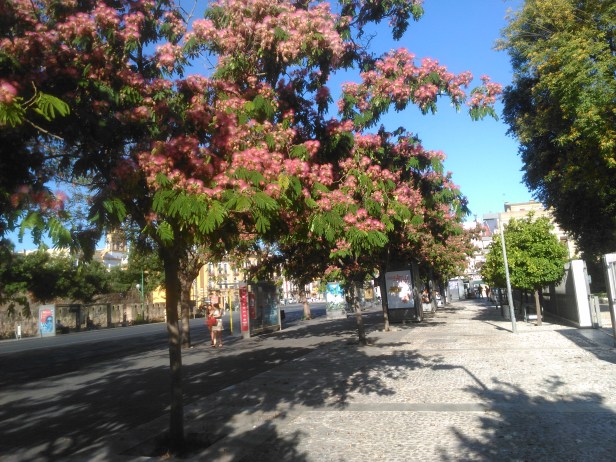 albizia-julibrisin-ombrella