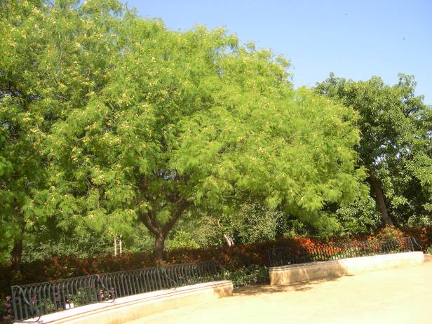 albizia-procera-arboretum-022-1