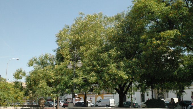 albizia-procera-paeo-de-colon