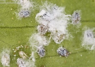 aleurothrixus-floccosus-157435