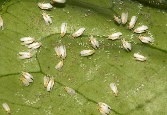 aleurothrixus-floccosus-47214