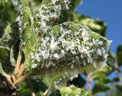 aleurothrixus-floccosus-c