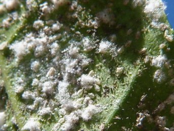 aleurothrixus-floccosus-mosca-blanca-de-los-citricos