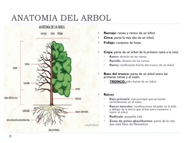 anatomia-de-un-arbol-ab