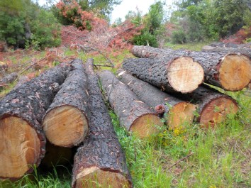 aprovechamiento-forestal