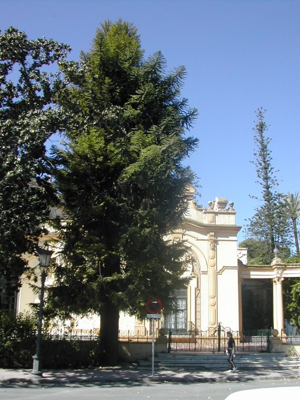 araucaria-angustifolia-025-1-b