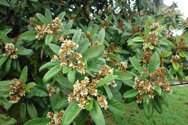 arboretum-el-carmbolo-eryobortria-japonica-flor