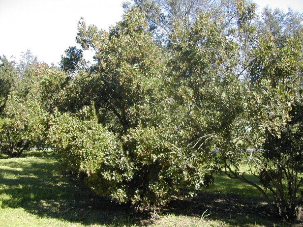 arbutus-unedo-030-2-b