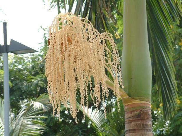 archontoiphoenix-alexandrae-031-1