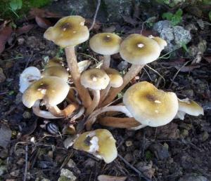 armillaria-image001