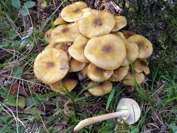 armillaria-images