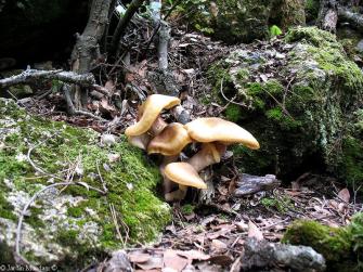 armillaria-monnaber1