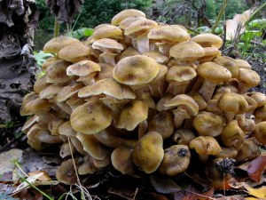 armillaria