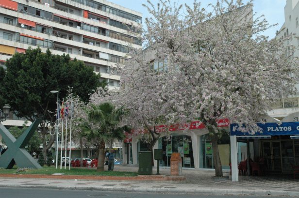 bahuinia-variegata-6