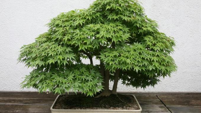 bonsai-acer_palmatum
