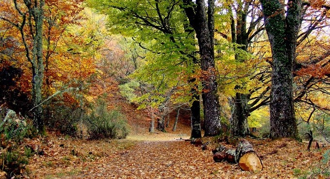 bosques-hayedo-de-montejo-madrid1