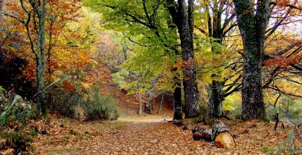 bosques-hayedo-de-montejo-madrid1