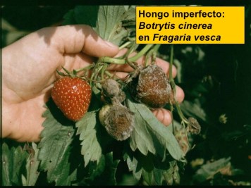 botrytis-cinerealos-hongos-59-728