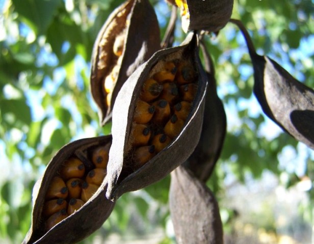 brachichiton-populneum-frutos