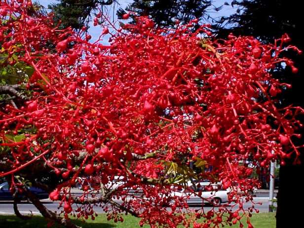 brachychiton-acerifolius-flowers