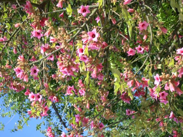 brachychiton-discolor-024