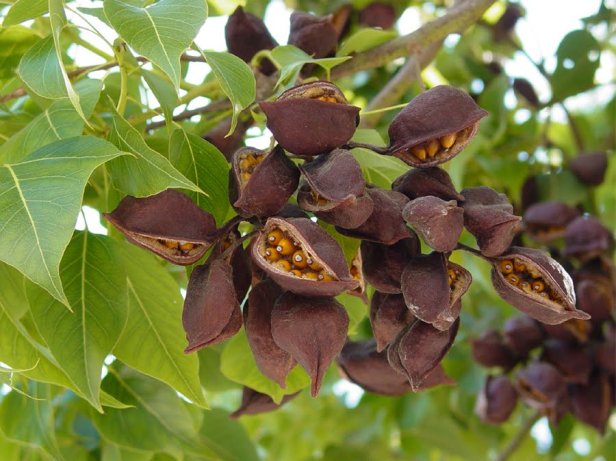 brachychiton-populneus_frutos_b