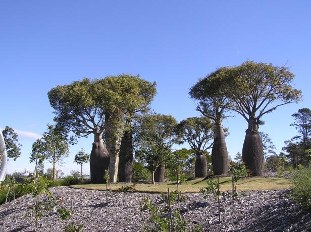 brachychiton-ruprestis-bottle-tree-group