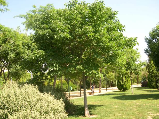 broussonetia-papyrifera-038-1