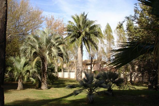 butia-capitata-y-jubaea-chilensis