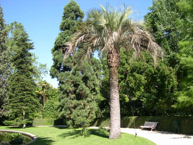 butia-capitata