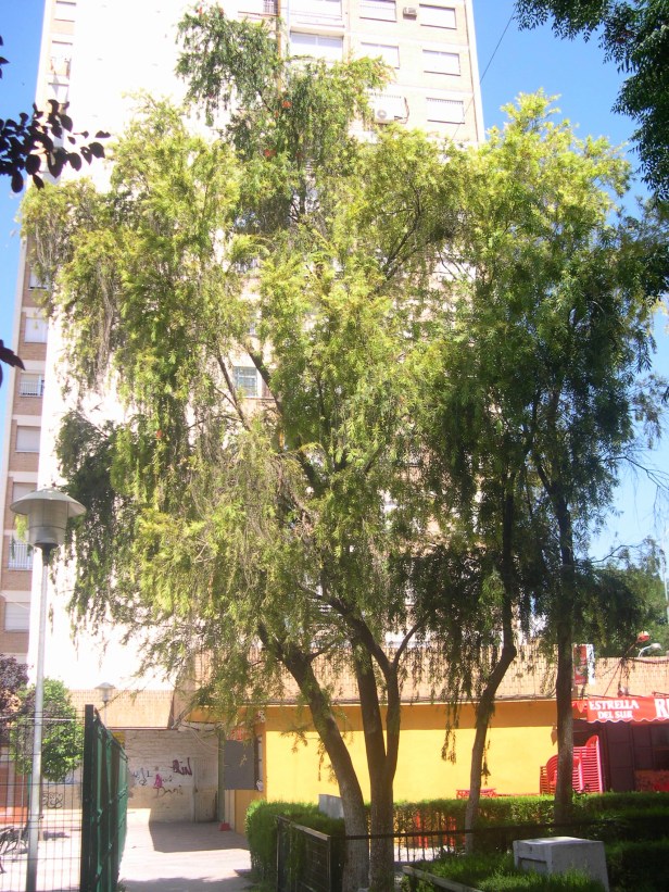 callistemon-speciosus-1