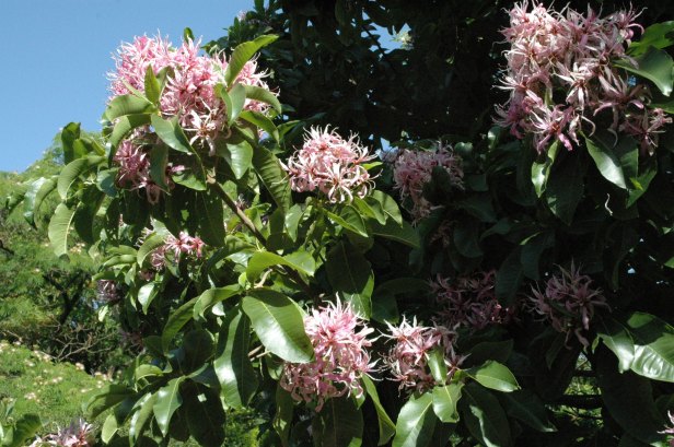 calodendron-capense-flor