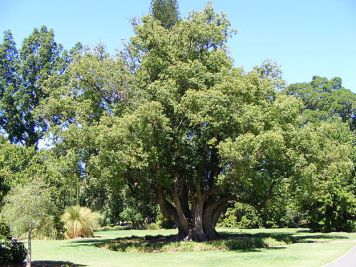 camphor-cinnamomum-camphora-img_opt