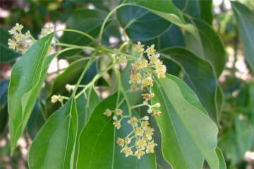 camphor-cinnamomum_camphora3