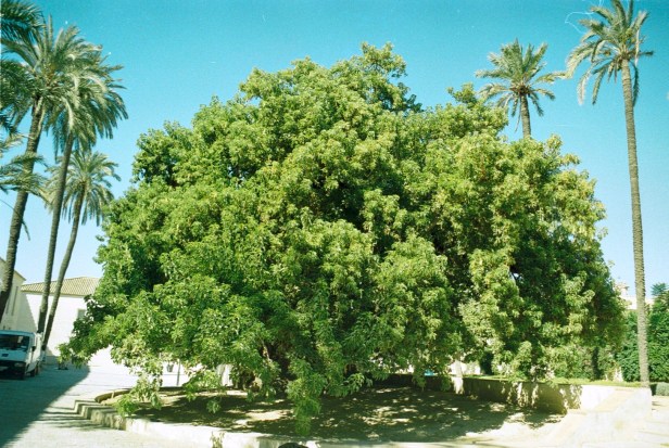 cartuja-santa-maria-de-las-cuevas-phytolacca-dioica