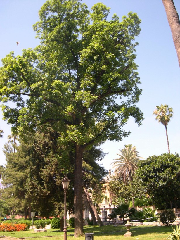 carya-illionensis-047-1-c