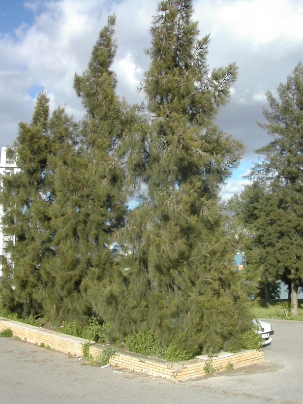 casuarina-stricta-puerta-triana-1