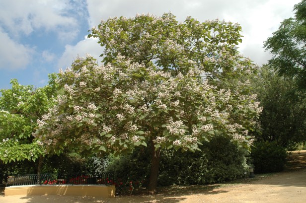catalpa-bignonioides-var-sulphurea