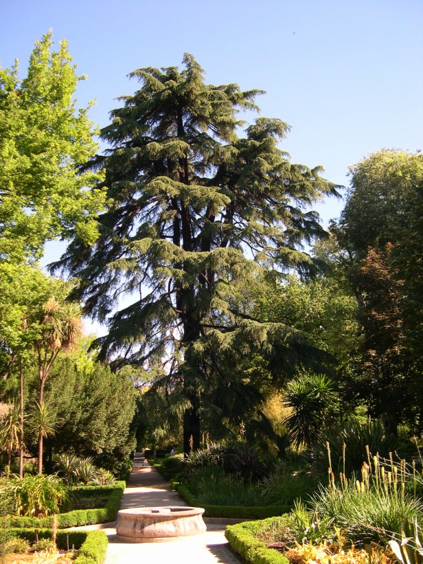 cedrus-054-2-deodora