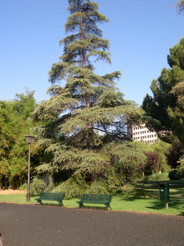 cedrus-atlantica-053-1