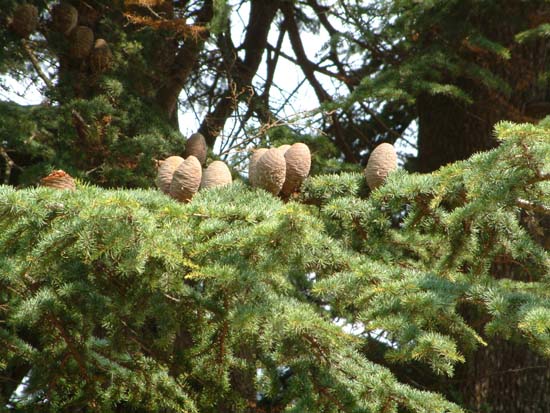 cedrus-libanii-frutos-055-2